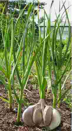 Kan Allium sativum Bawang  putih Garlic Obtrandon s Blog
